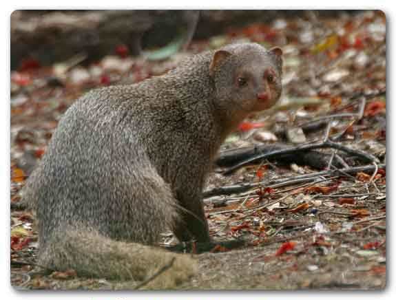 Chandigarh State animal, Indian grey mongoose, Herpestes edwardsii